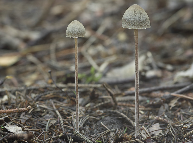 Panaeolus acuminatus